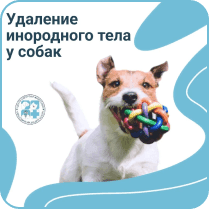 Удаление инородного тела у собак