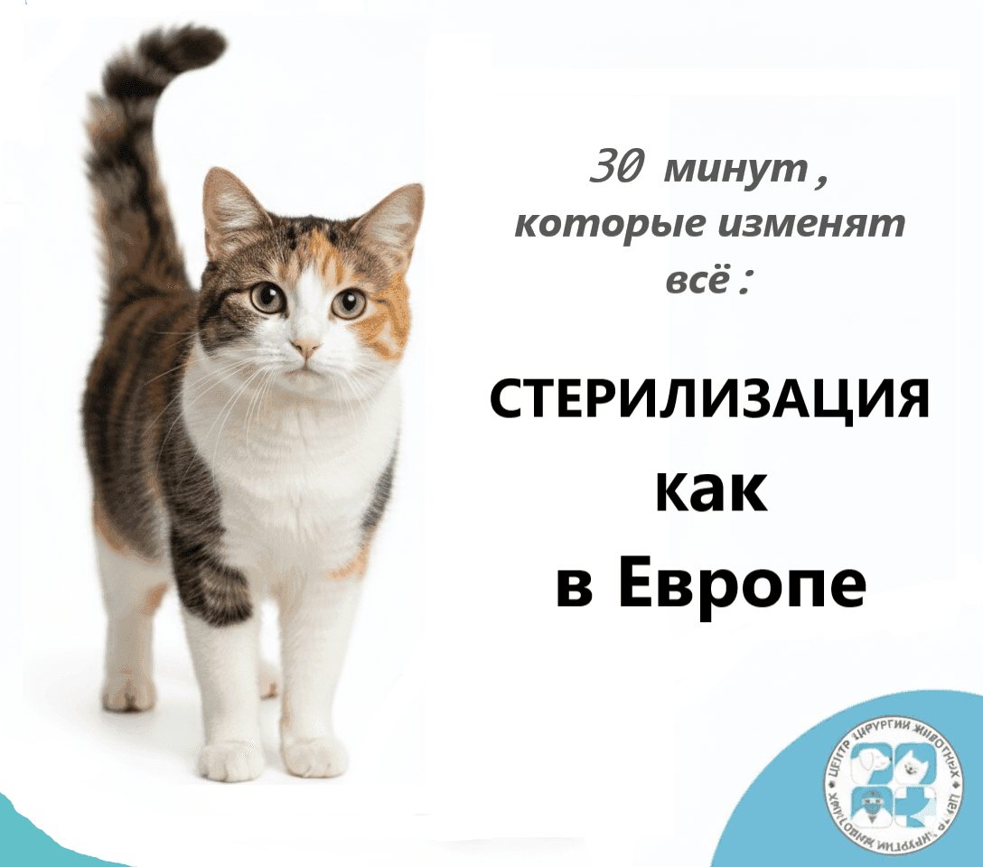 Стерилизация кошки